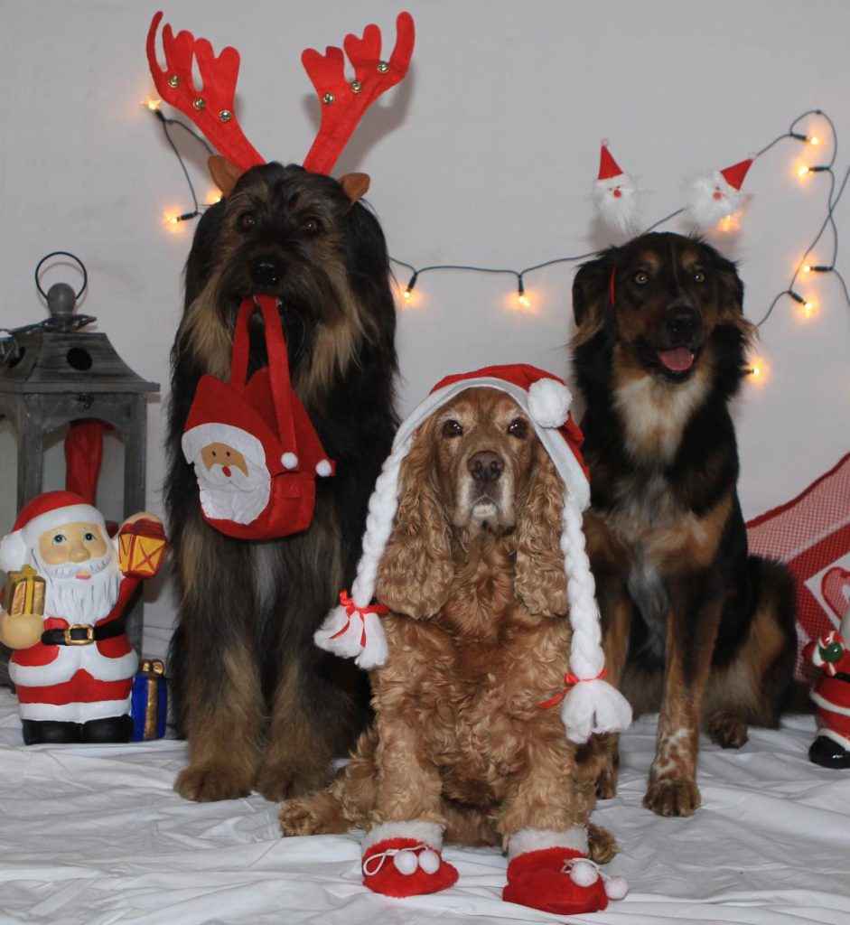 Hunde frohe Weihnachten